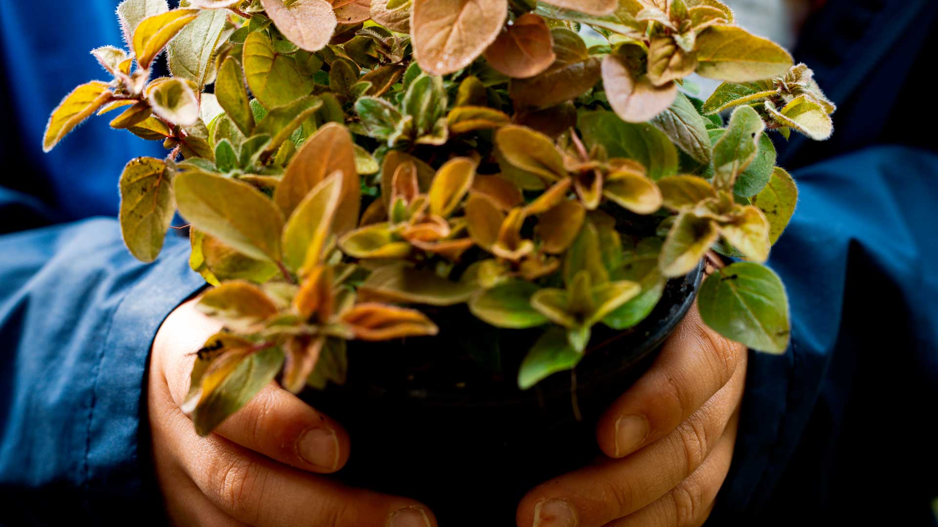 Photographie de mains tenant un pot de fleurs.Photographie aérienne du centre ville d'Aime-la-Plagne.