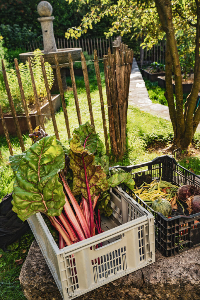 De la rhubarbe fraîchement récoltée et d'autres légumes dans des caisses sur une table en pierre dans un jardin ensoleillé.
