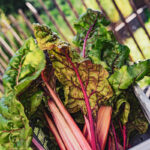 Récolte de rhubarbe dans un jardin de la commune