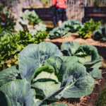 Plantation de chou dans un espace verts de la commune