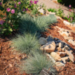 "Festuca glauca" planté dans un parterre de la commune