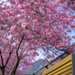 Cerisier en fleurs à coté d'un banc au printemps