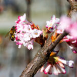 Abeille butinant une fleur