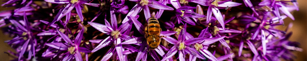 Abeille butinant des fleurs de l'Allium Giganteum