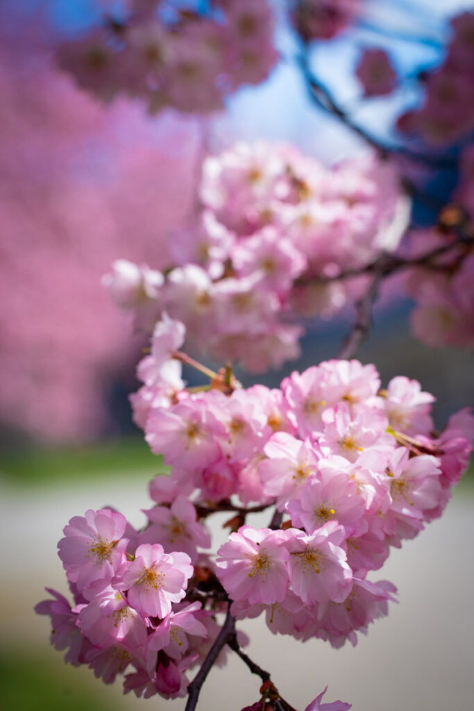 Fleur de cerisier au printemps
