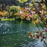 Des fleurs de cerisier roses et des branches feuillues encadrent un lac bleu-vert étincelant sous un soleil radieux.