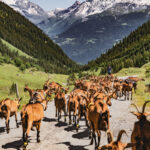 Un troupeau de chèvres marche le long d'un chemin de montagne avec des sommets enneigés et des vallées verdoyantes en arrière-plan.