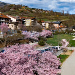 Vue de la basilique d'Aime avec les cerisiers en fleurs au premier plan