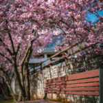 Un banc en bois se trouve sous des cerisiers en fleurs avec des fleurs roses et un mur en pierre à l'arrière-plan.