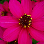 Photo macro d'une fleur rose avec son cœur noir et le bout des pistils jaunes