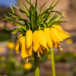 Plante aux fleurs jaunes en forme de clochettes orientées vers le bas