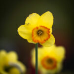 Photo macro d'un narcisse jaune et son cœur orangé