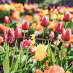 Parterre de dizaine de tulipes de différentes couleurs : jaunes, orangées, blanches et roses
