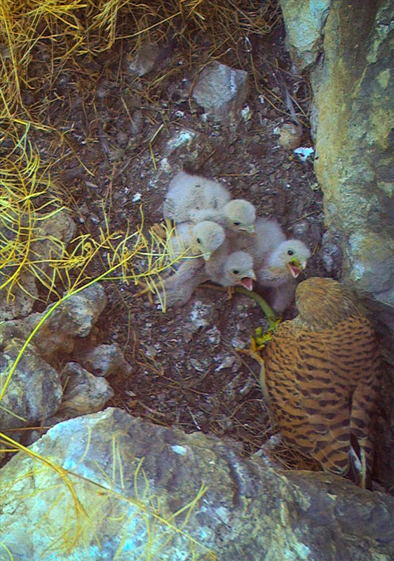 Faucon crécerelle adulte marron tacheté de noir et ses 4 petits oisillons au duvet encore blanc dans leur nid de la falaise d'escalade de Villette